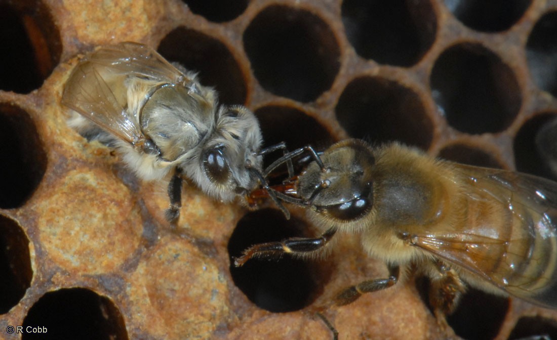 Bee emerging