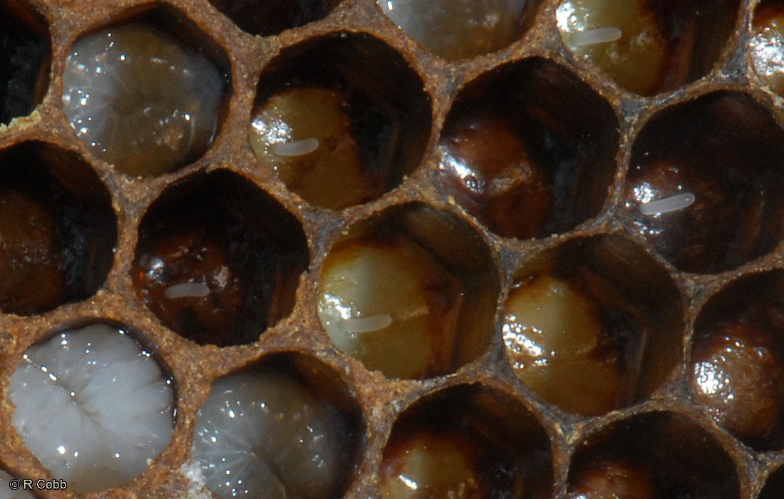 New Eggs
