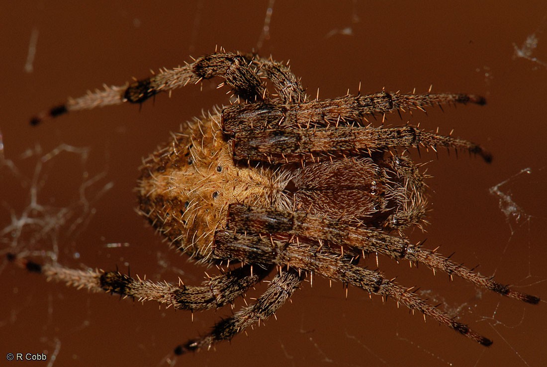 Brown Spider